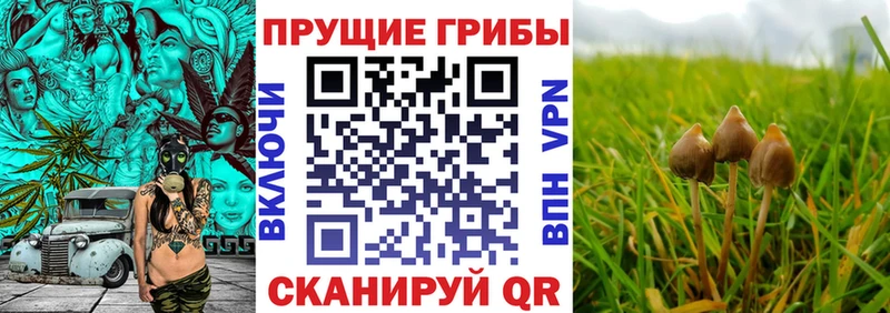 Псилоцибиновые грибы мицелий  shop клад  Муром 